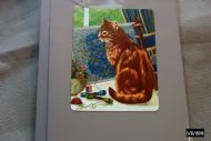 cat looking out of the window